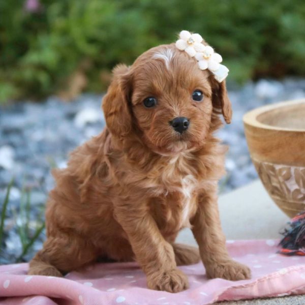 F1 Cavapoo Puppy for Sale