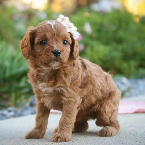 F1 Cavapoo Puppy for Sale