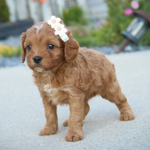 F1 Cavapoo Puppy for Sale