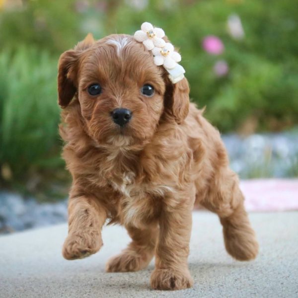 F1 Cavapoo Puppy for Sale