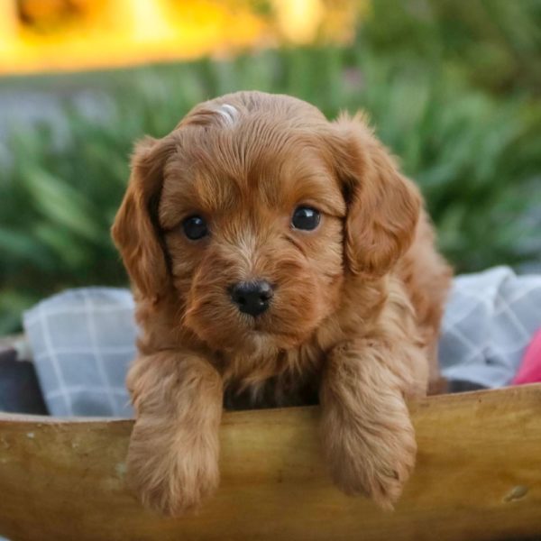 F1 Cavapoo Puppy for Sale