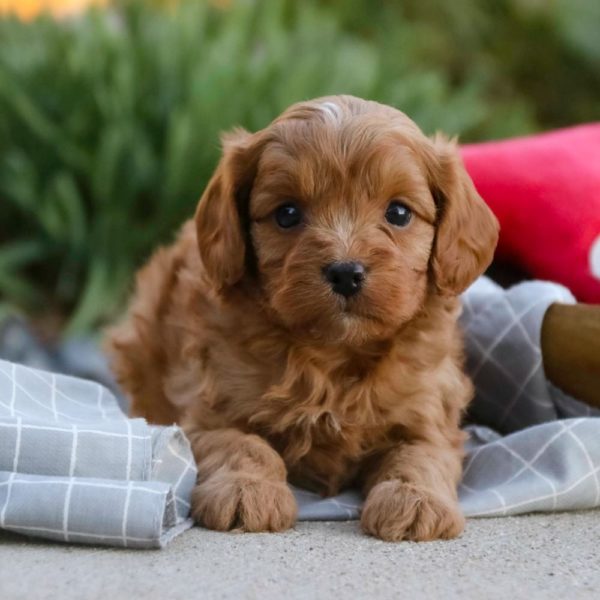 F1 Cavapoo Puppy for Sale