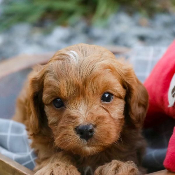 F1 Cavapoo Puppy for Sale