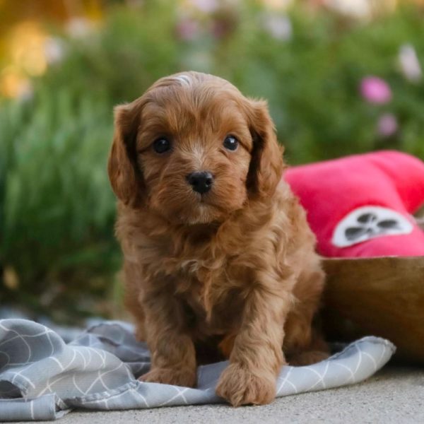 F1 Cavapoo Puppy for Sale