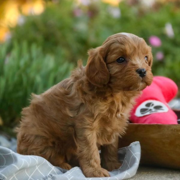 F1 Cavapoo Puppy for Sale