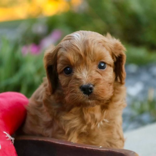 F1 Cavapoo Puppy for Sale