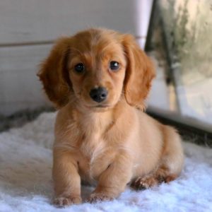 Mini Dachshund Puppy for Sale