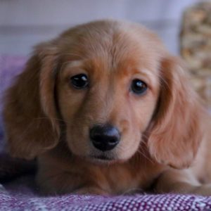 Mini Dachshund Puppy for Sale