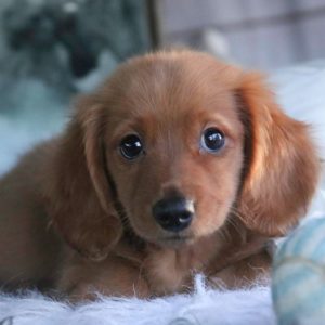 Mini Dachshund Puppy for Sale