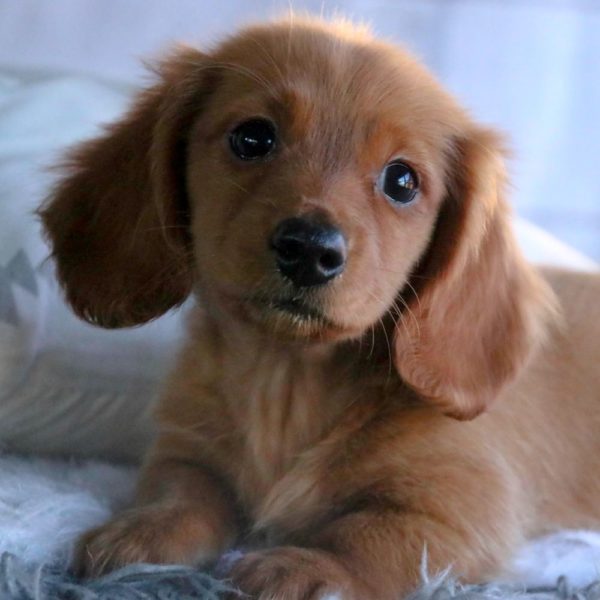 Mini Dachshund Puppy for Sale