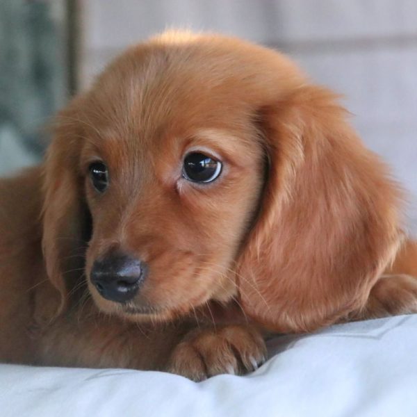 Mini Dachshund Puppy for Sale