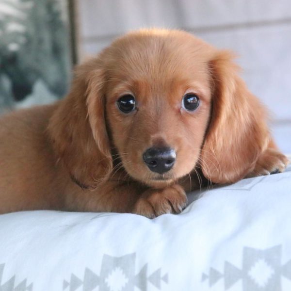 Mini Dachshund Puppy for Sale