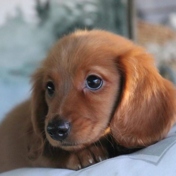 Mini Dachshund Puppy for Sale