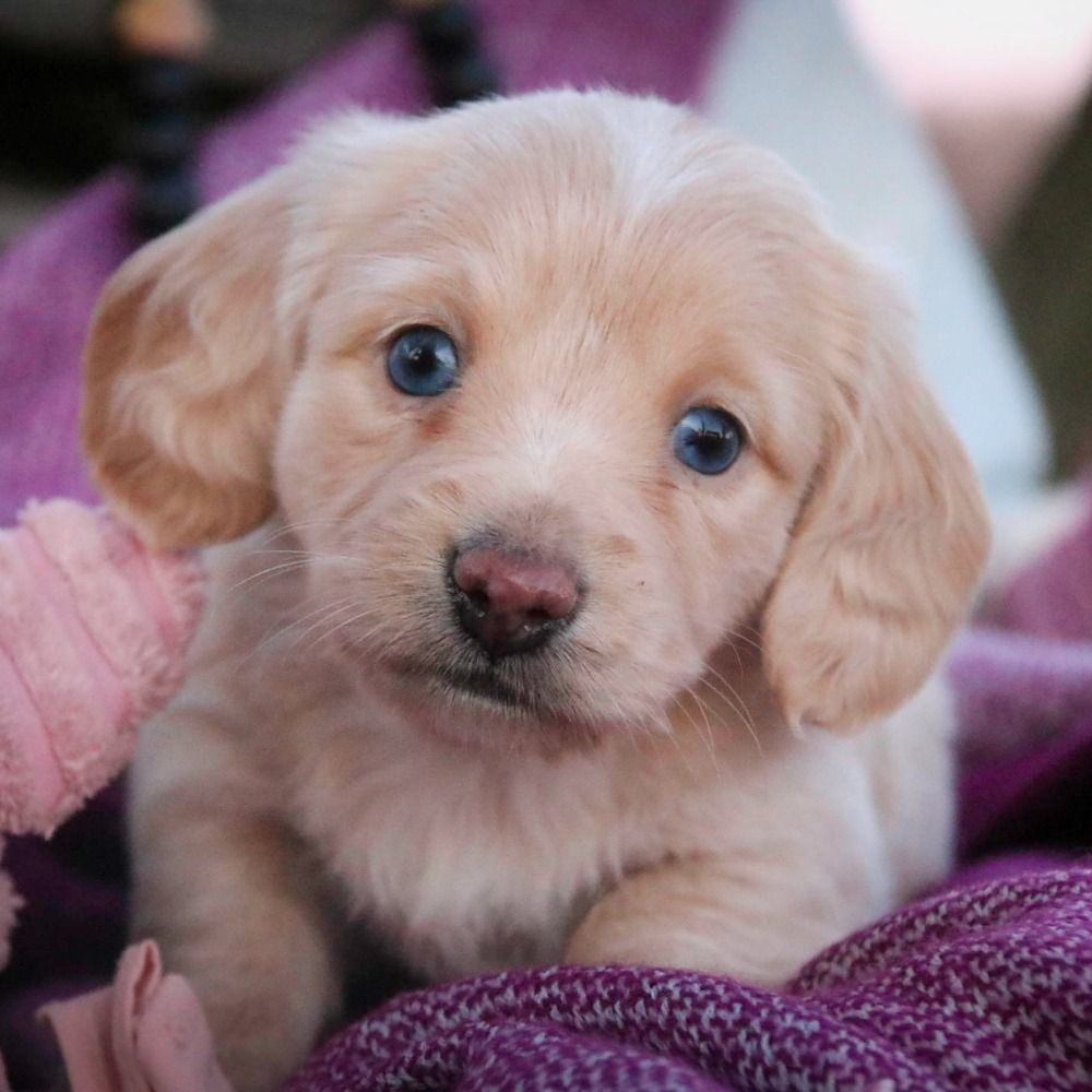 Mini Dachshund Puppy for Sale in NYC