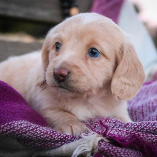 Mini Dachshund Puppy for Sale