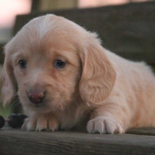 Mini Dachshund Puppy for Sale