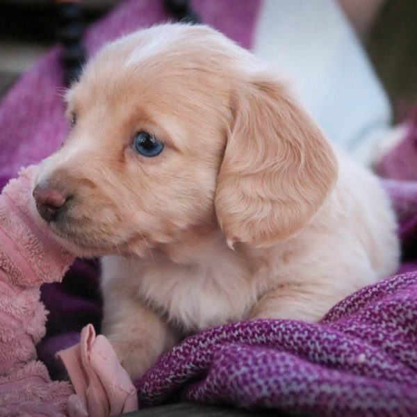 Mini Dachshund Puppy for Sale