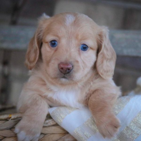 Mini Dachshund Puppy for Sale