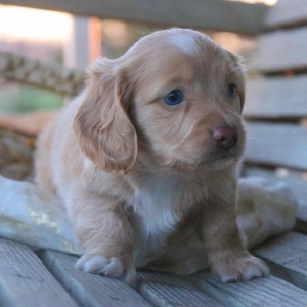 Mini Dachshund Puppy for Sale