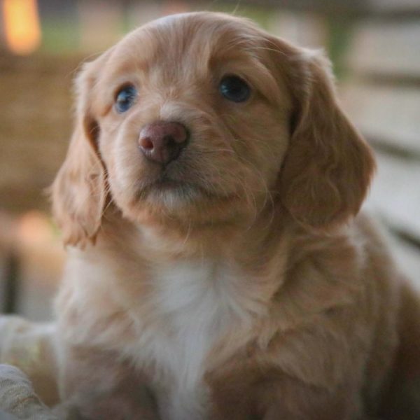 Mini Dachshund Puppy for Sale