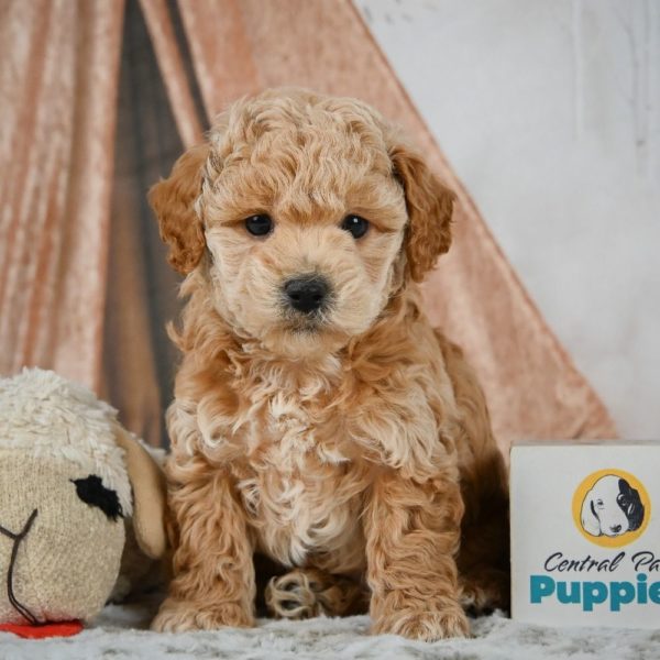 F1b Maltipoo Puppy for Sale