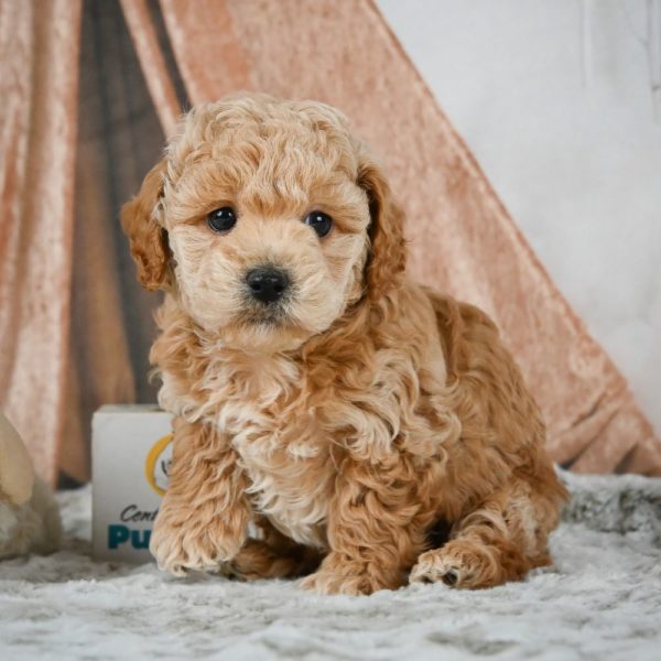 F1b Maltipoo Puppy for Sale