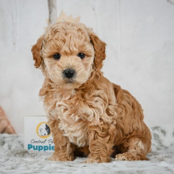 F1b Maltipoo Puppy for Sale