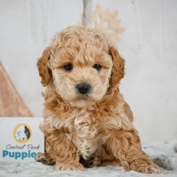 F1b Maltipoo Puppy for Sale