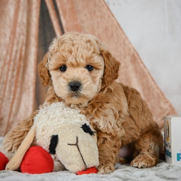 F1b Maltipoo Puppy for Sale