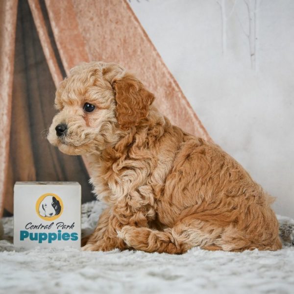 F1b Maltipoo Puppy for Sale