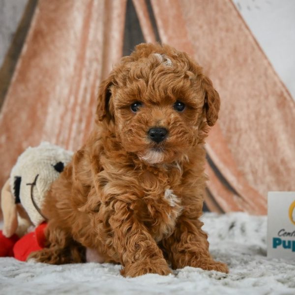 F1b Maltipoo Puppy for Sale