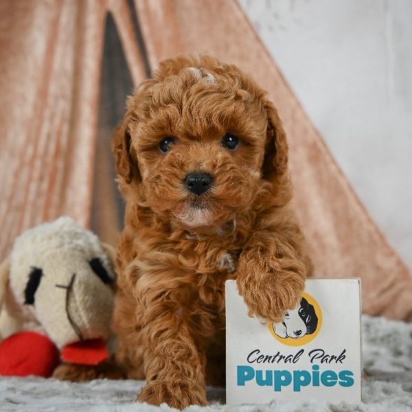 F1b Maltipoo Puppy for Sale