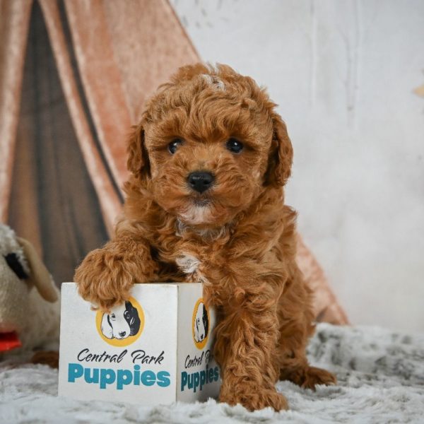 F1b Maltipoo Puppy for Sale