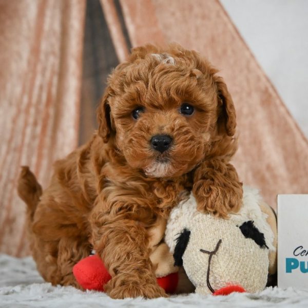 F1b Maltipoo Puppy for Sale