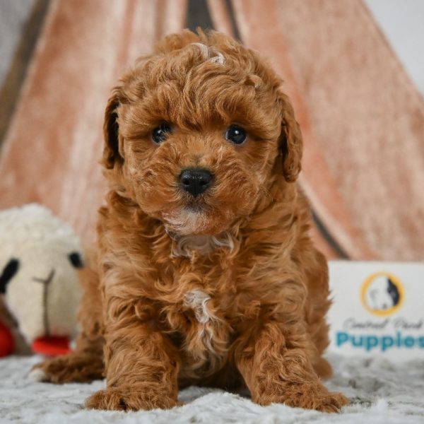 F1b Maltipoo Puppy for Sale