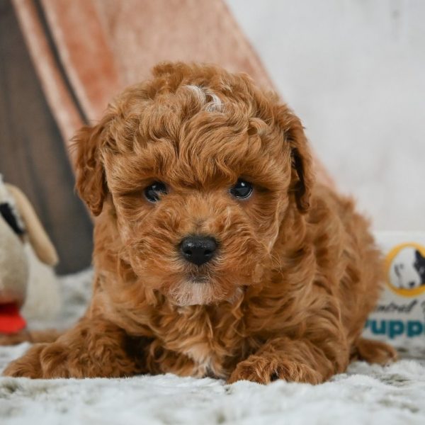 F1b Maltipoo Puppy for Sale