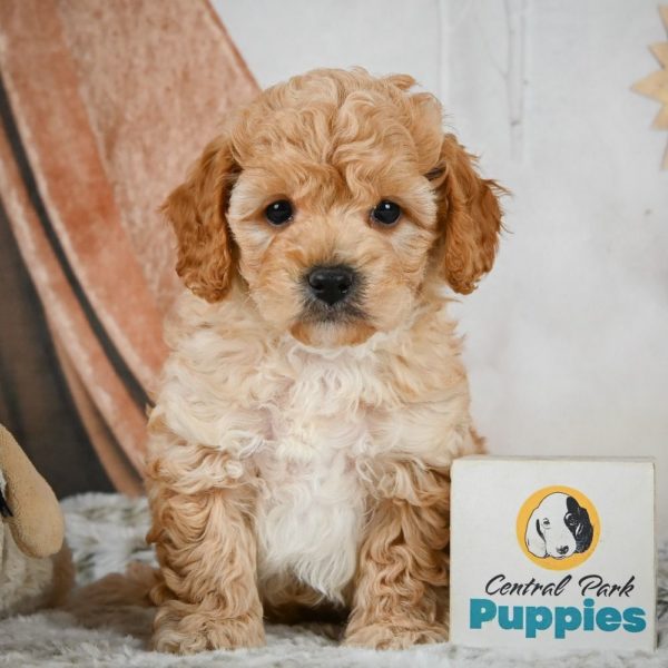 F1b Maltipoo Puppy for Sale