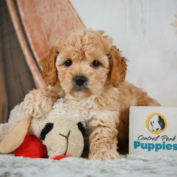 F1b Maltipoo Puppy for Sale