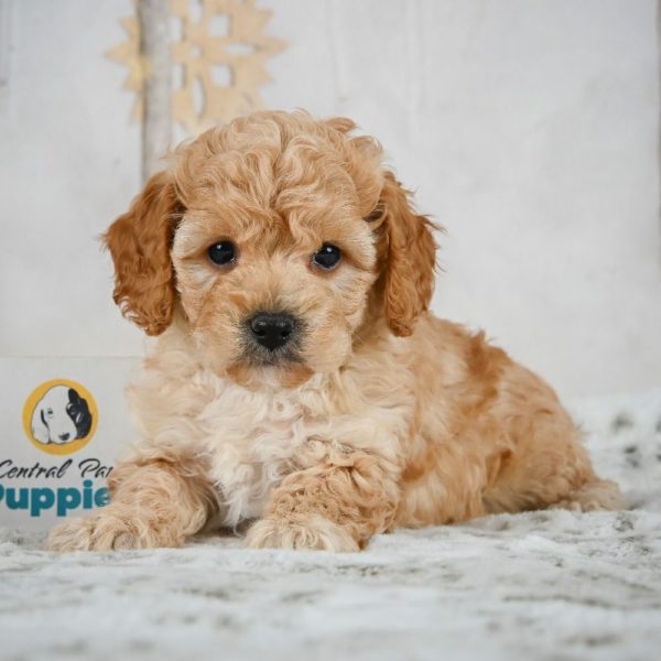 F1b Maltipoo Puppy for Sale