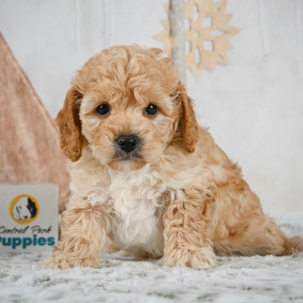 F1b Maltipoo Puppy for Sale