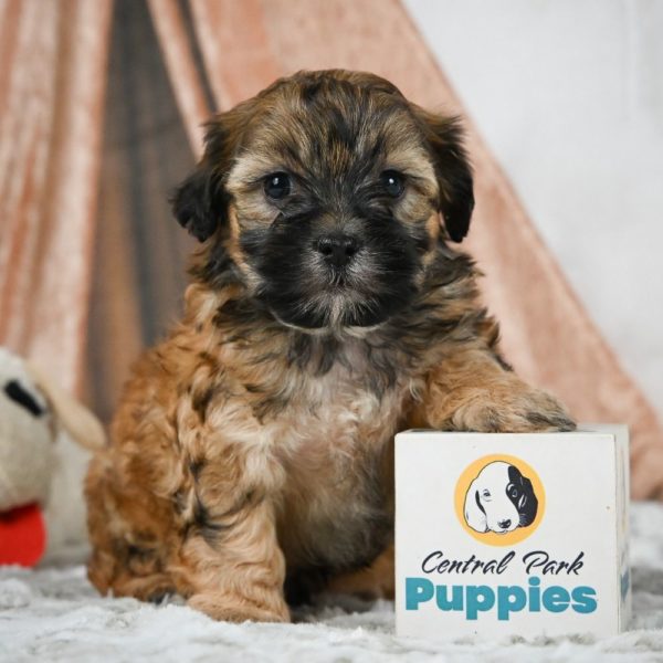 Shihpoo Puppy for Sale