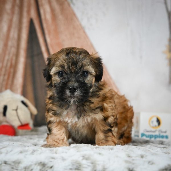 Shihpoo Puppy for Sale