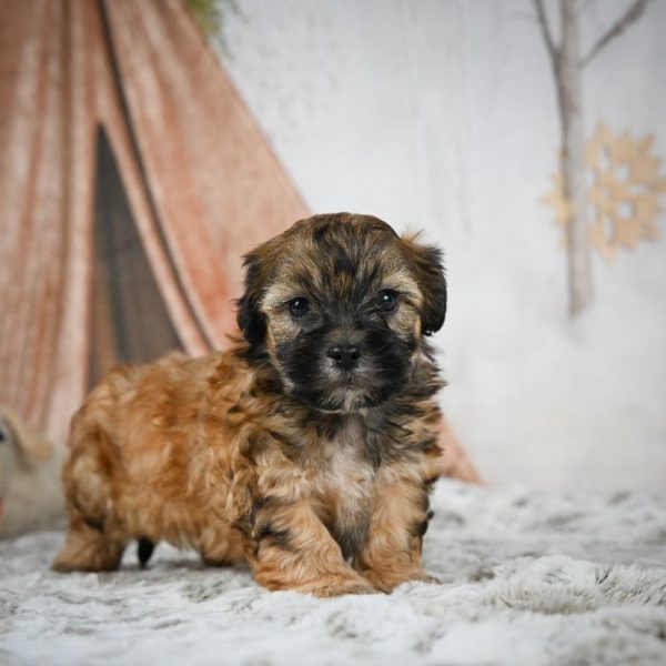 Shihpoo Puppy for Sale