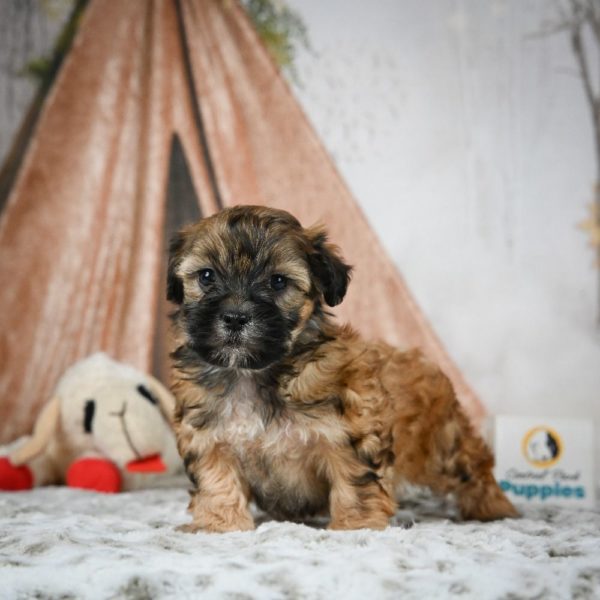 Shihpoo Puppy for Sale