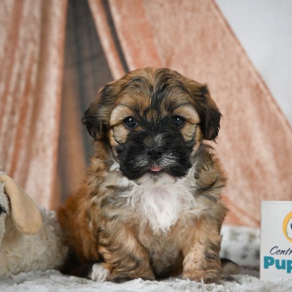 Shihpoo Puppy for Sale