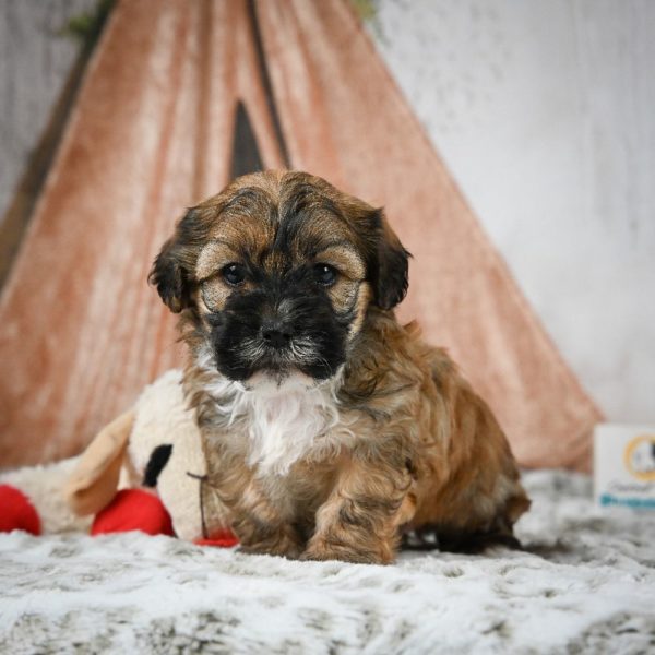 Shihpoo Puppy for Sale