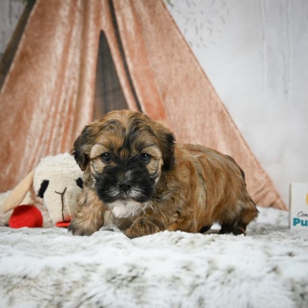 Shihpoo Puppy for Sale