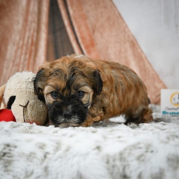 Shihpoo Puppy for Sale