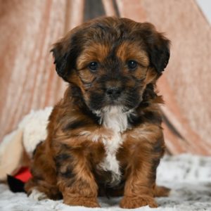 Shihpoo Puppy for Sale