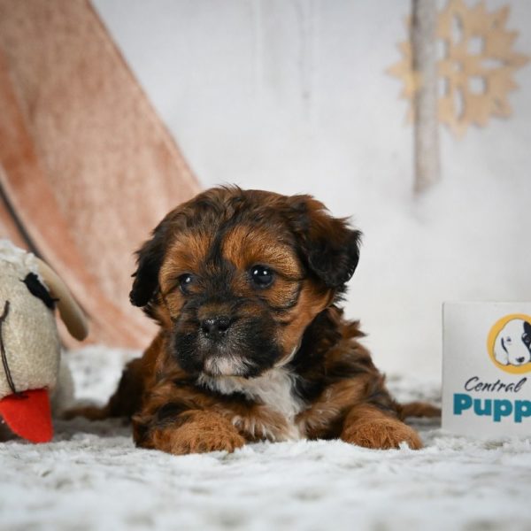 Shihpoo Puppy for Sale